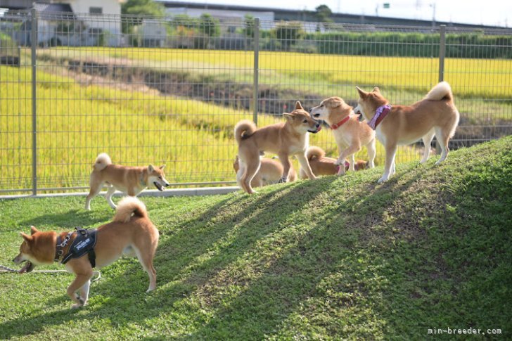 みんな、里帰り風景｜寺西　昌美(てらにし　まさみ)ブリーダー(愛知県・柴犬・日本犬保存会登録)の紹介写真9