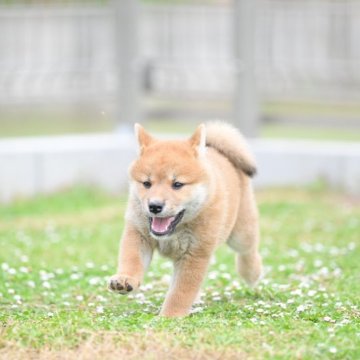 柴犬(標準サイズ)【愛知県・女の子・2025年4月18日・赤】の写真「元気一杯！お転婆さん！可愛らしい女の子です。」