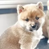 柴犬(標準サイズ)