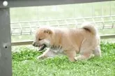 柴犬(標準サイズ)【愛知県・女の子・2025年4月18日・赤】の写真2「楽しく散策中‼️」