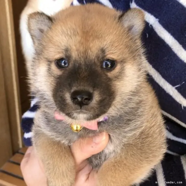E.M 様のお迎えした子犬