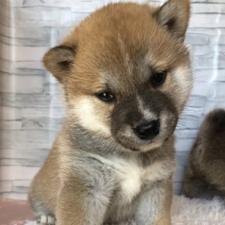 ID:2302-02067の子犬
