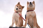 柴犬【・女の子・2022年1月30日・赤】「カメラ目線✨」