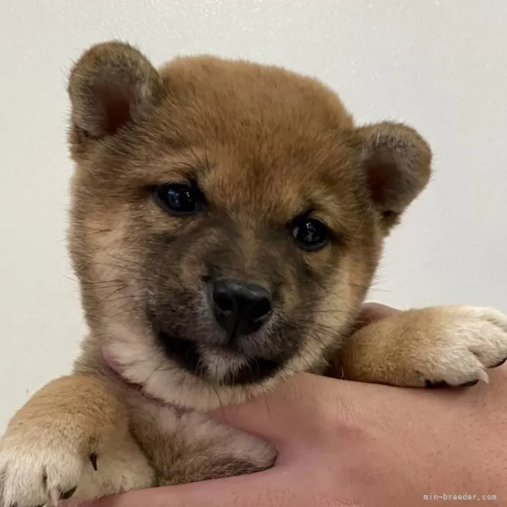 ID：2501-03651の子犬