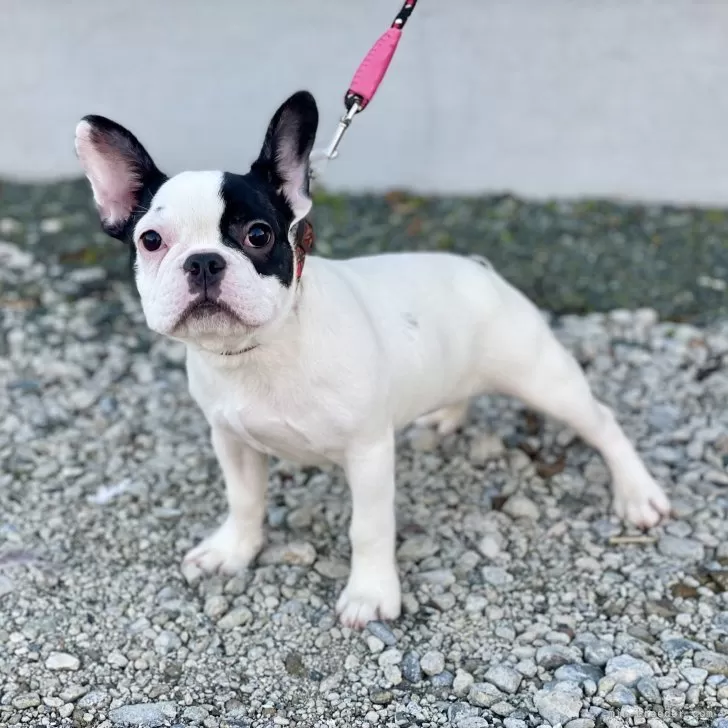 ID:2408-04583の子犬