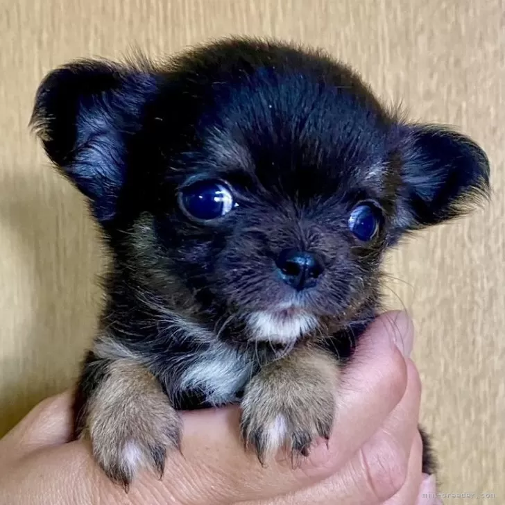 ID：2509-04652の子犬