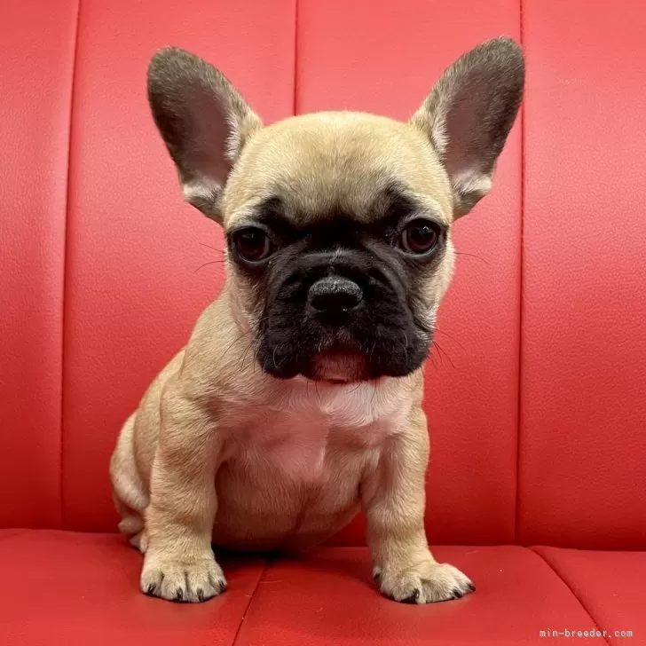 ID:2411-04582の子犬