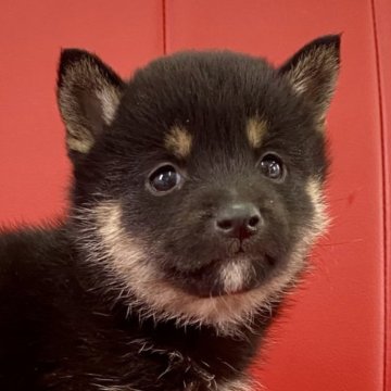 柴犬(豆柴)【熊本県・女の子・2025年1月29日・黒】の写真「🧡小柄の可愛い女の子‪🧡‬‪」