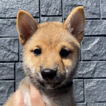 柴犬(豆柴)【熊本県・男の子・2025年7月28日・赤 黒い差し毛は次第に抜けて赤になる為赤表記です】の写真「💚両親遺伝子クリア💚すごく人懐っこいです✨」