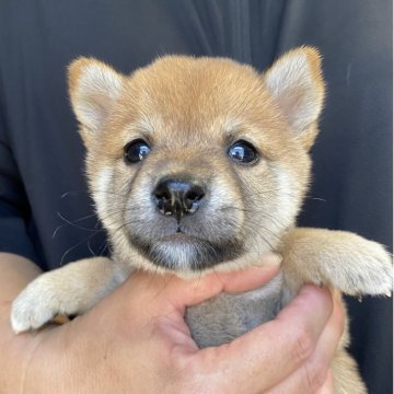 柴犬(豆柴)【熊本県・女の子・2025年7月28日・赤】の写真「🩷両親遺伝子クリア🩷
ベッピンさんです✨」