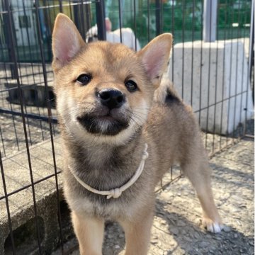 柴犬(豆柴)【熊本県・男の子・2025年7月28日・赤 黒い差し毛は次第に抜けて赤になる為赤表記です】の写真「💙両親遺伝子クリア💙すごく人懐っこいです✨」
