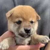 豆柴