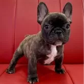 フレンチブルドッグ