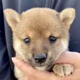 豆柴