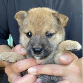柴犬(豆柴)