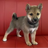 柴犬(豆柴)