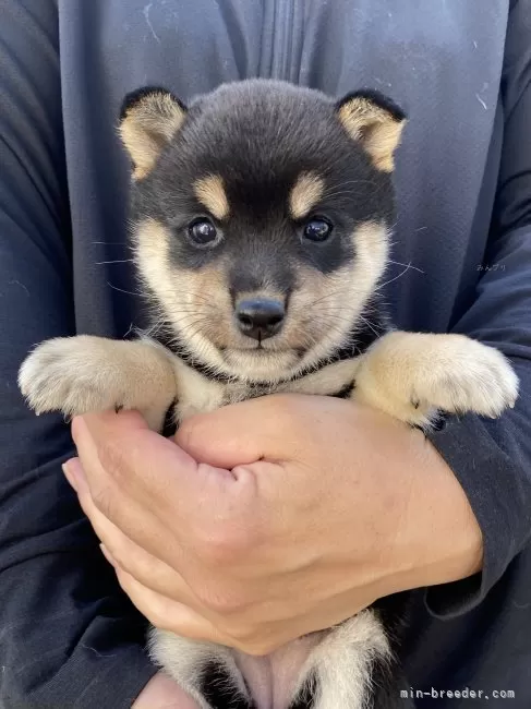 柴犬【熊本県・女の子・2025年8月20日・黒】🌟10/15までのネット