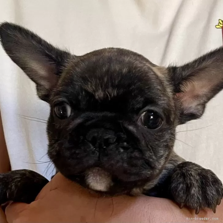 N 様のお迎えした子犬