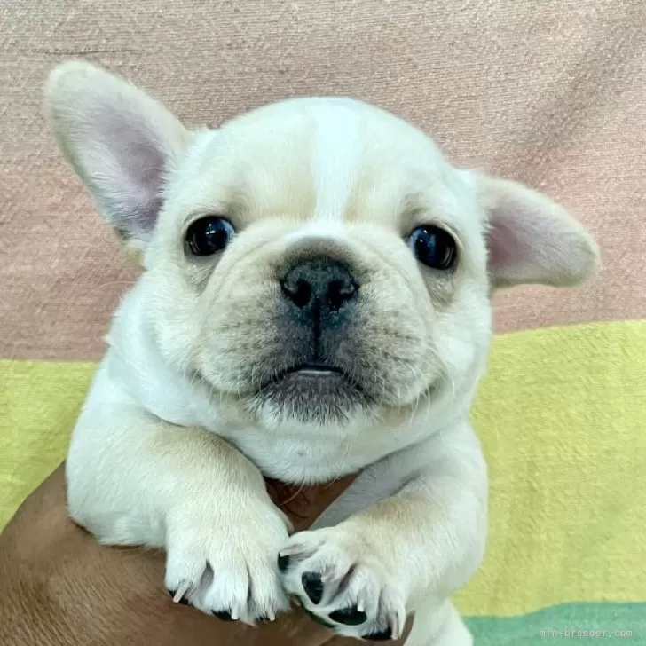 ID:2408-04581の子犬