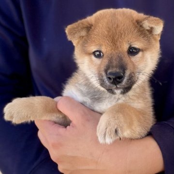 柴犬(豆柴)【熊本県・男の子・2024年7月21日・赤】の写真「コロコロでおっとりな男の子」