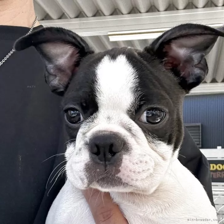 ID：2508-05934の子犬