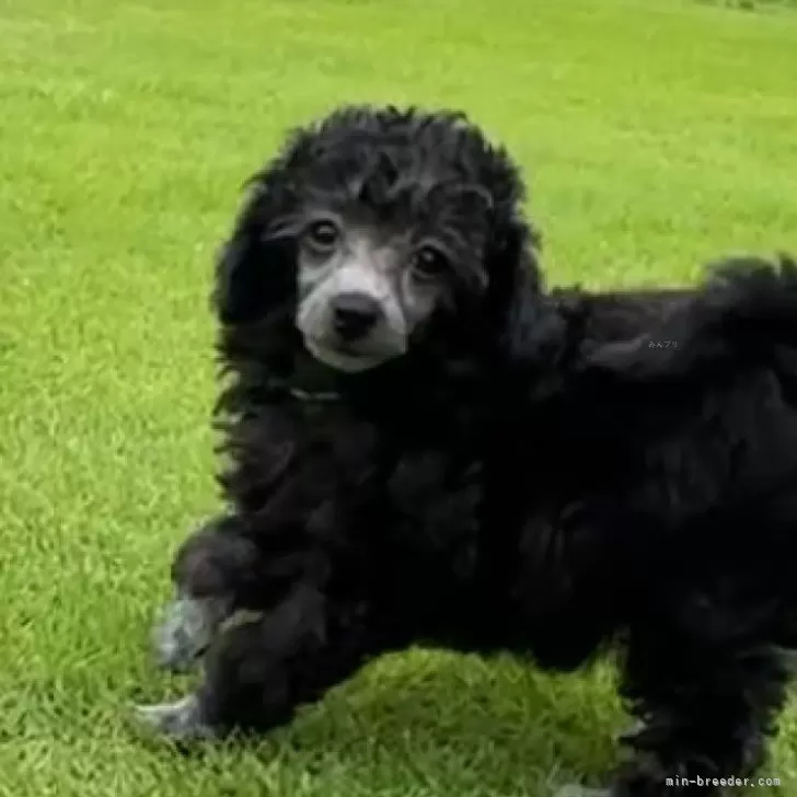 ID：2506-01197の子犬