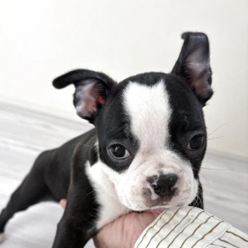 ボストンテリア【愛知県・女の子・2025年9月3日・ボストンカラー】の写真「小さい女の子」