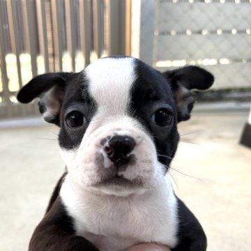 ボストンテリア【愛知県・女の子・2025年9月3日・ボストンカラー】の写真「小さい女の子」