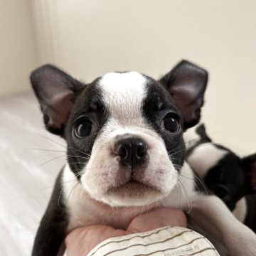 ボストンテリア【愛知県・男の子・2025年9月3日・ボストンカラー】の写真「とっても小さい男の子」