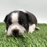 ボストンテリア【愛知県・男の子・2025年4月2日・ボストンカラー】の写真1