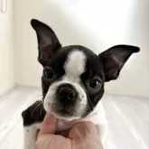 ボストンテリア