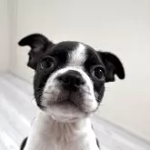 ボストンテリア