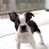 ボストンテリア