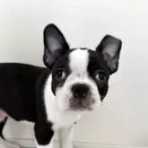 ボストンテリア