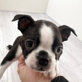 ボストンテリア