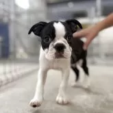 ボストンテリア