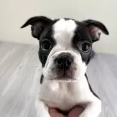 ボストンテリア