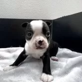 ボストンテリア