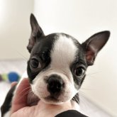 ボストンテリア