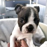 ボストンテリア