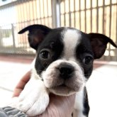 ボストンテリア