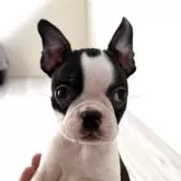 ボストンテリア