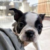 ボストンテリア