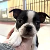 ボストンテリア