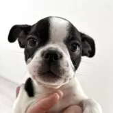 ボストンテリア