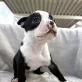 ボストンテリア【愛知県・女の子・2025年9月3日・ボストンカラー】の写真5