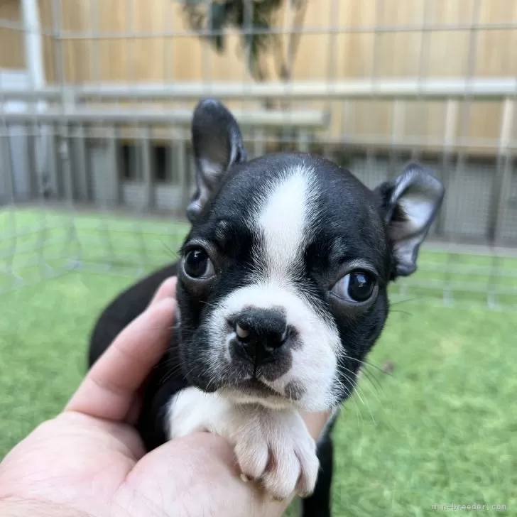 ID:2409-08151の子犬