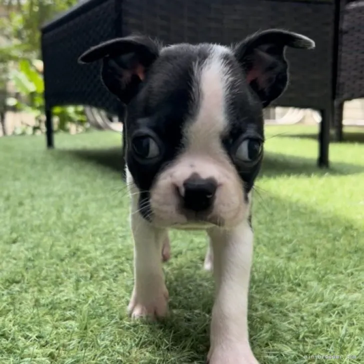 マレネ 様のお迎えした子犬