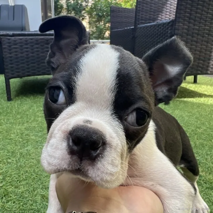 ボストンテリア【愛知県・男の子・2023年7月21日・ボストンカラー】の写真1