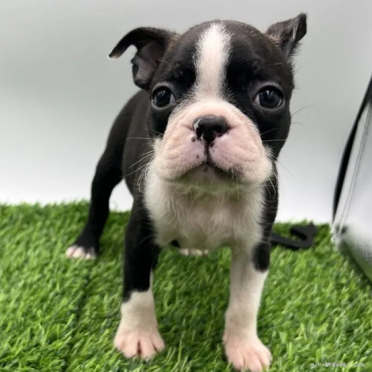 ID：2308-02889の子犬